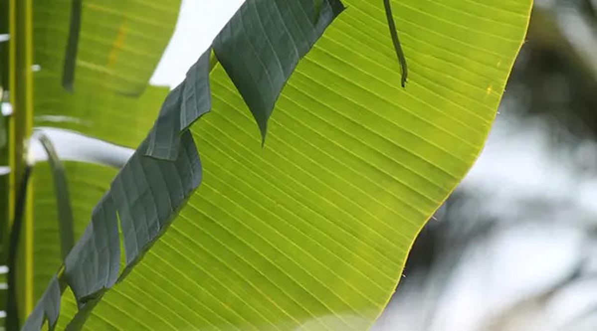 Trik Baru Melenturkan Daun Pisang dengan Air Panas tanpa Merusak Warnanya