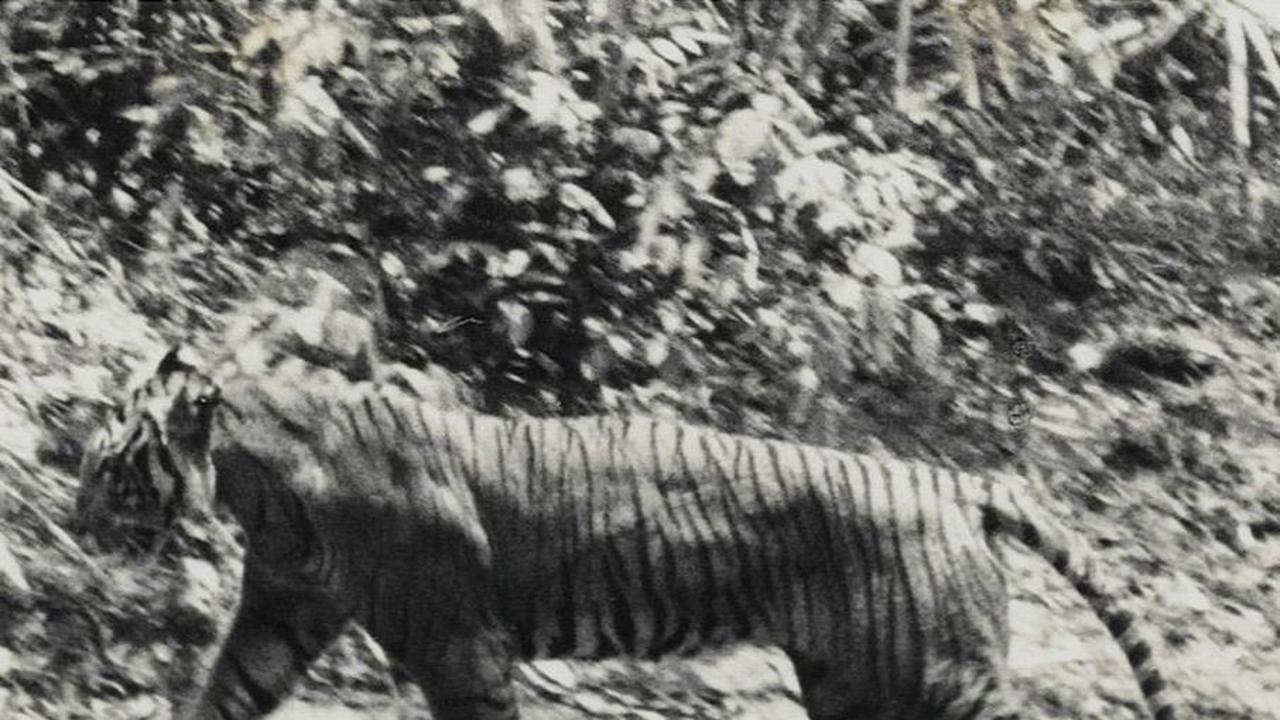 Harimau Jawa (Panthera tigris sondanica) bersama Harimau Bali (P. tigris balica) dianggap punah oleh International Union for Conservation of Nature (IUCN) sejak berdasarkan assesment tahun 2008.