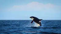 Seekor paus orca bernama Granny muncul di permukaan untuk memberikan pesan positif tentang konservasi hewan laut, penasaran?