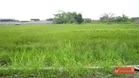`Tongkat Kayu dan Batu Jadi Tanaman` Itulah Indonesia