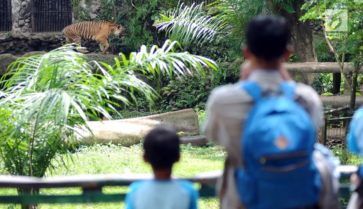 Pengunjung melihat Harimau Sumatera di kawasan Kebun Binatang Ragunan, Jakarta, Selasa (26/12). Libur cuti bersama perayaan Natal 2017 dimanfaatkan warga untuk berekreasi di Kebun Binatang Ragunan Jakarta. (Liputan6.com/Helmi Fithriansyah)