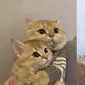 Potret nyeleneh kucing bucin dengan pasangannya (sumber: Twitter/catshouldn't)