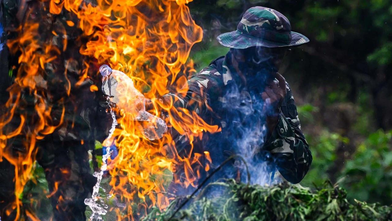 FOTO: TNI AD Bongkar Ladang Ganja di Pegunungan Aceh Besar