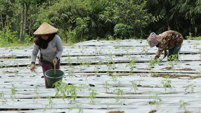 Petani Tomat di Kawasan Pegunungan Darajat