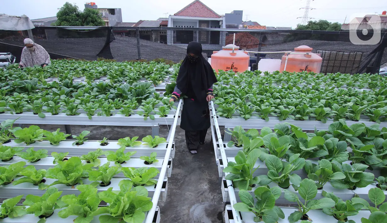 Warga merawat sayuran yang ditanam menggunakan metode hidroponik di atap rumahnya di Ciledug, Kota Tangerang, Banten, Sabtu (24/10/2020). Atap rumah dimanfaatkan untuk budi daya sayuran hidroponik guna menambah pendapatan dan tetap produktif di masa pandemi COVID-19. (Liputan6.com/Angga Yuniar)