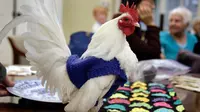 Penampilan ayam jantan asal Malaysia, Prince Peep, saat mengenakan sweater di sebuah rumah pensiun di Milton, Massachusetts, 8 Maret 2017. Sekelompok pensiunan membuatkan sweater rajutan untuk ayam agar mereka tidak kedinginan. (AP Photo/Steven Senne)