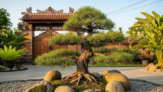 Tanaman Bonsai Depan Rumah