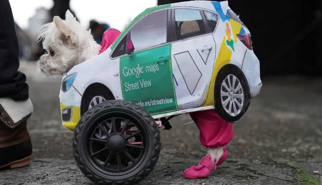 Seekor anjing dalam kostum berbentuk mobil terlihat selama Parade Tompkins Square Halloween Dog di New York, 27 Oktober 2018. Anjing dengan kostum yang paling unik akan dinobatkan sebagai pemenang dan mendapat hadiah dari panitia. (TIMOTHY A. CLARY / AFP)