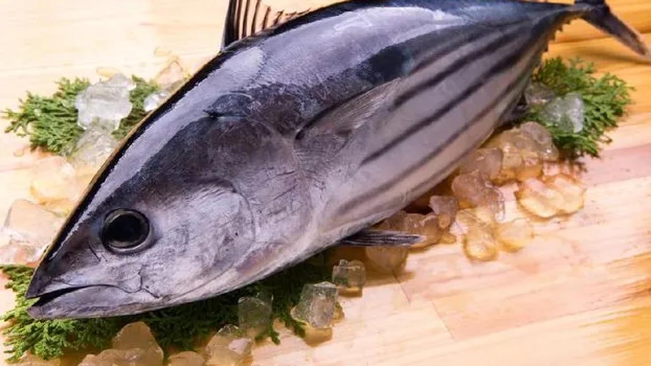 6. Ikan Cakalang
