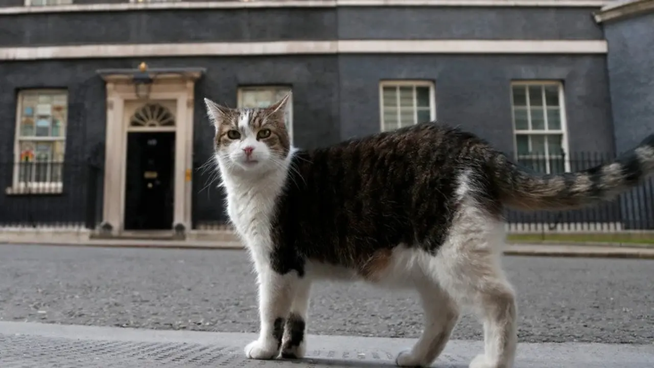Penampakan Larry, kucing penghuni resmi 10 Downing Street, di London, Inggris, pada Kamis, 21 Mei 2020.