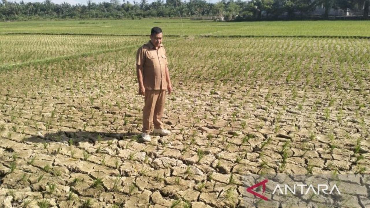 Nagan Raya Darurat Kekeringan: 600 Hektare Lahan Sawah Terancam Gagal Panen