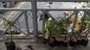 Dinas Kehutanan Provinsi DKI Jakarta menata tanaman yang dipasang di Jembatan Penyeberangan Orang (JPO) Benhil, Jakarta, Sabtu (24/8/2019). Penataan tersebut sebagai bentuk penghijauan dan mempercantik tata Kota Jakarta. (Liputan6.com/JohanTallo)