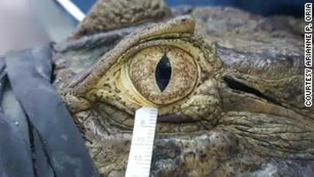 Cara Mengatasi Phobia Reptil pada Anak, Pahami Ketakutan Berlebihan yang Mengganggu