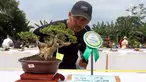 Pengunjung melihat tanaman bonsai saat pameran dan kontes di Lapangan Bola Chikal, Tapos, Depok, Jawa Barat, Minggu (4/12/2022). Pameran dan kontes yang digelar oleh Perkumpulan Penggemar Bonsai Indonesia (PPBI) Cabang Depok tersebut diikuti 500 peserta. (merdeka.com/Arie Basuki)