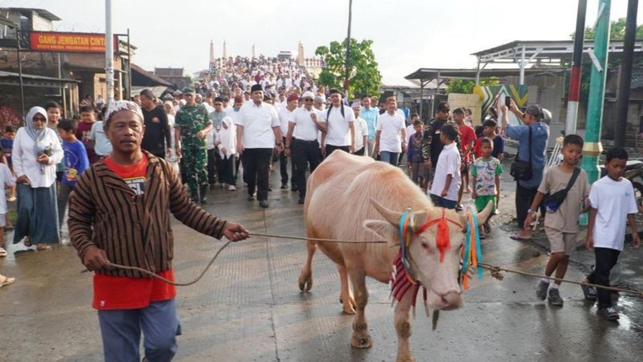 Lomban Syawalan Jepara 2026: Kirab Kerbau Bule Jadi Magnet Wisata Baru
