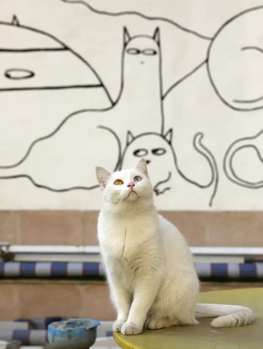 Seekor kucing mengamati burung di atap Museum Kucing Persia di Teheran, Iran, pada 5 Desember 2021. Museum ini juga bisa disebut sebagai galeri seni karena dipenuhi dengan piguran dan mural berjeniskan kucing Persia. (AP Photo/Vahid Salemi)