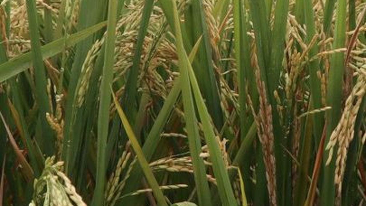 Mengenal Pesta Adat Lom Plai, Simbol Rasa Syukur Berkat Panen Melimpah Ala Suku Dayak Wehea