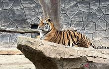 DPRD Jabar Soroti Tata Kelola Bandung Zoo Usai Kematian Dua Harimau Benggala