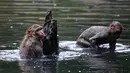Sejumlah monyet melompat ke dalam kolam di tengah meningkatnya suhu Allahabad, India, Selasa (26/5/2020). Sejauh ini tidak ada laporan kematian akibat gelombang panas di India. (SANJAY KANOJIA/AFP)