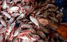 KemenKP Perketat Pengawasan Impor Ikan Demi Keamanan Pangan Nasional