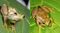 Katak “Bisu” Ini Komunikasi Lewat Sentuhan Seperti Braille (Sumber: Science News)