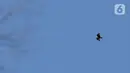 Burung terlihat di sekitar Piaynemo, Raja Ampat, Papua Barat, Jumat (22/11/2019). Keindahan dan panorama alam masih menjadi daya tarik utama wisatawan  baik lokal maupun mancanegara berkunjung ke kawasan Raja Ampat. (Liputan6.com/Herman Zakharia)
