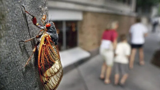 Ilustrasi cicadas (AP)
