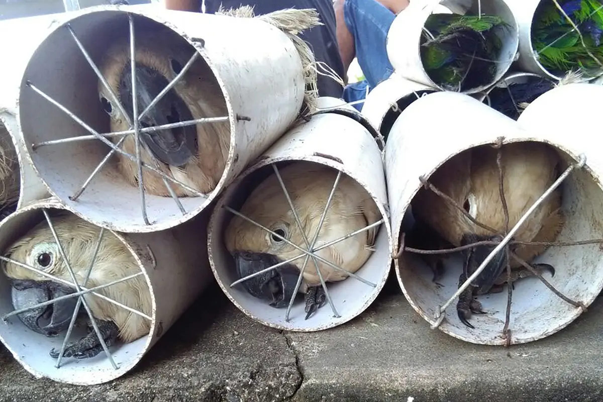 Miris, Begini Nasib Burung Kakaktua dan Beo Eclectus yang Coba Diselundupkan