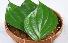 Daun Herbal Ini Ampuh Turunkan Kolesterol dan Darah Tinggi, Coba di Rumah
