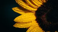Ilustrasi sunflower oil untuk dijadikan moisturizer (Foto: unsplash/Sharon Pittaway)