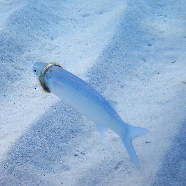 Viral Pasangan Kehilangan Cincin Kawin Di Laut, Dibawa Kembali Oleh Seekor Ikan. (Sumber: norfolkislandtime.com)