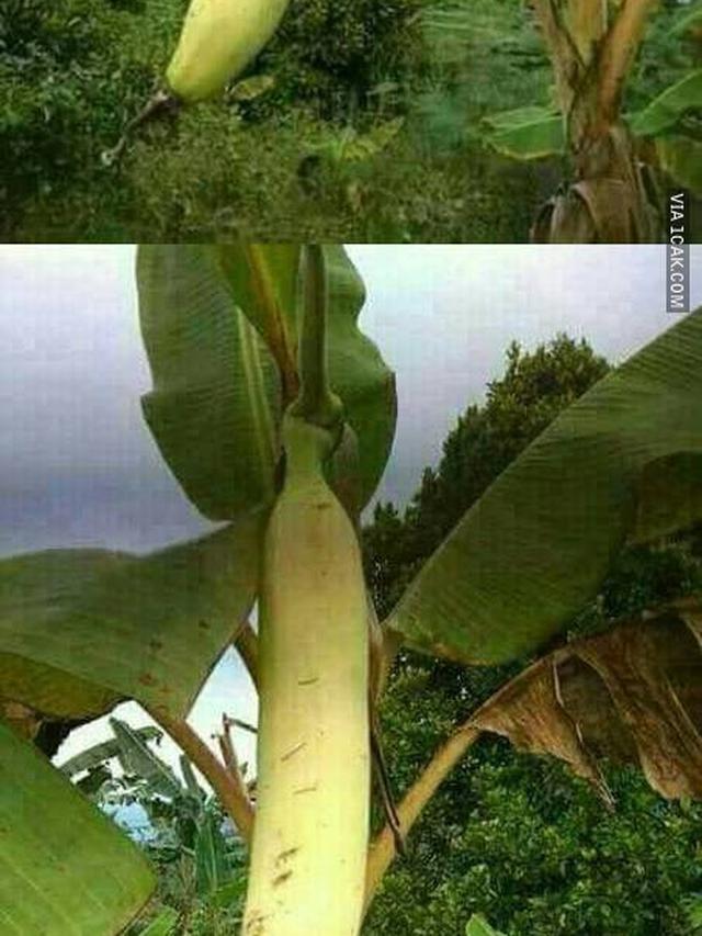 6 Potret Panen Pisang Ini Jadi Sorotan, Rezeki Melimpah