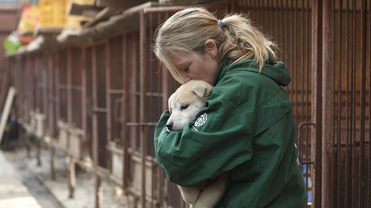 Seorang penggiat hak-hak hewan berhasil menyelamatkan anjing dari rumah jagal di Korea Selatan (AP/Manchui Kim)