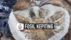 vertical fosil