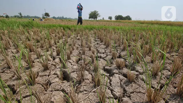 Kekeringan Sawah