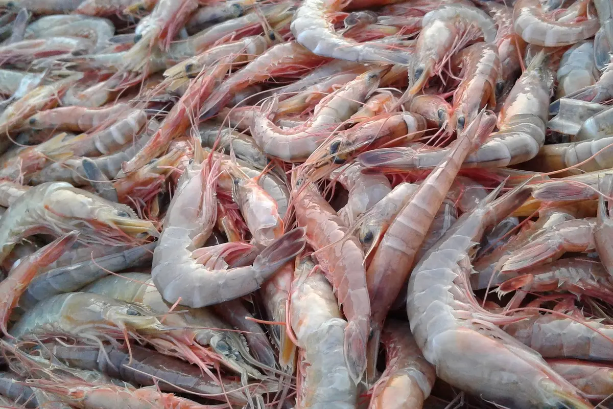 ilustrasi udang