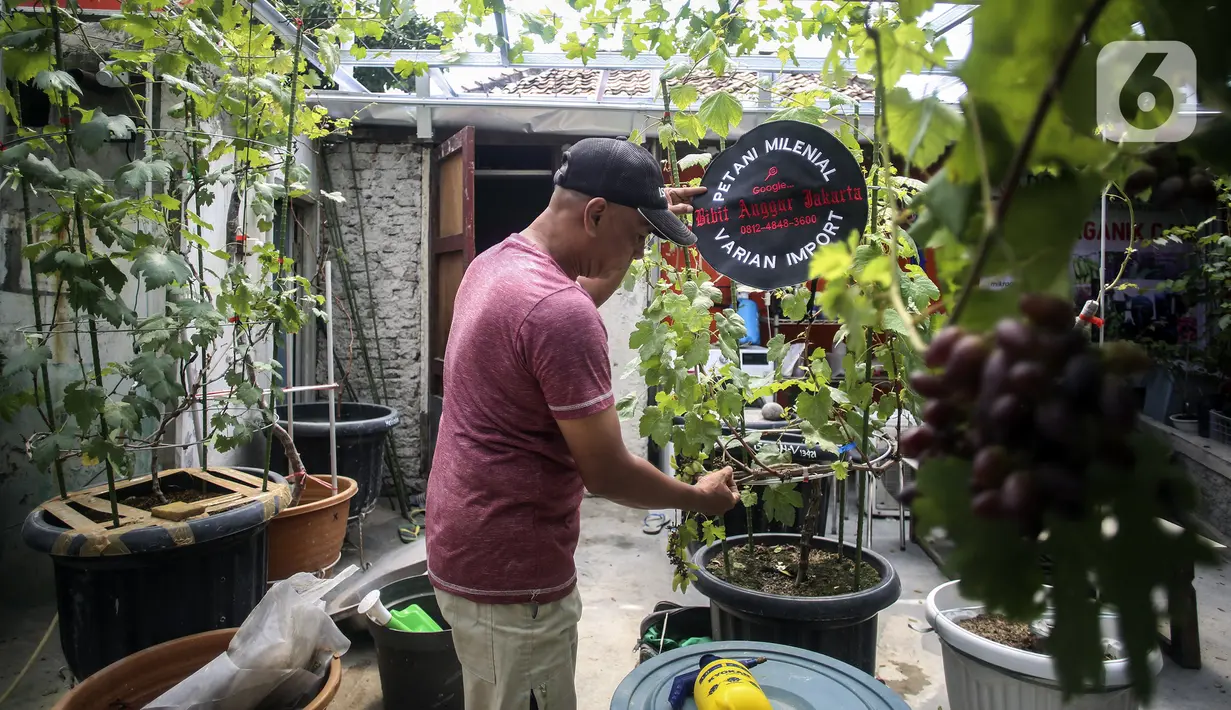Puluhan varietas anggur dibudidayakan di Bibit Anggur Jakarta (BAJ), Jakarta, Selasa (22/2/2022). Kebun bibit tersebut dikelola oleh Komunitas Anggur Jakarta (KAJ) di bawah binaan Suku Dinas Ketahanan Pangan, Kelautan, dan Pertanian (Sudin KPKP) Jakarta Selatan. (Liputan6.com/Johan Tallo)