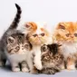 Ilustrasi kucing persia | hewany.com