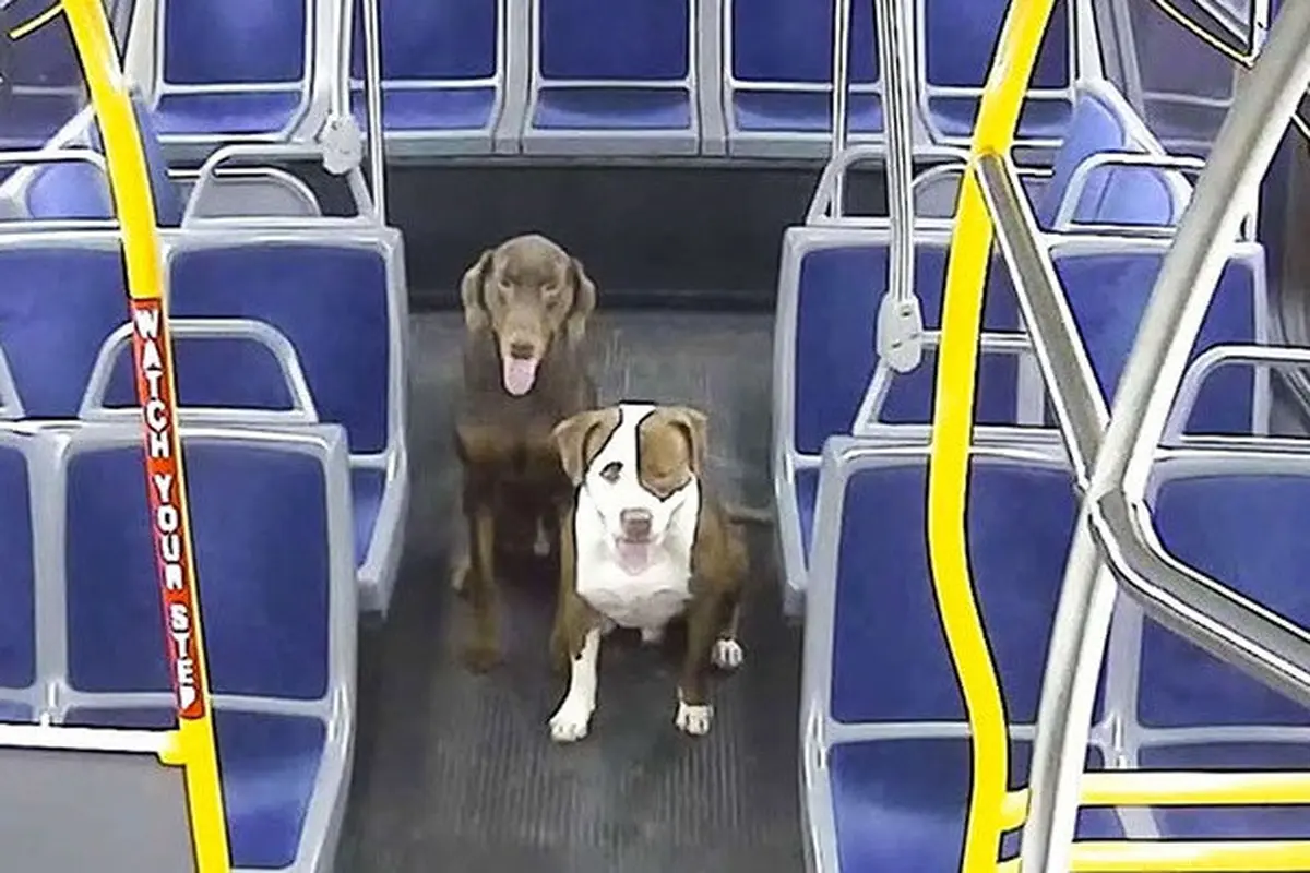Kedua anjing saat sedaang diamankan di dalam bus oleh sopir.