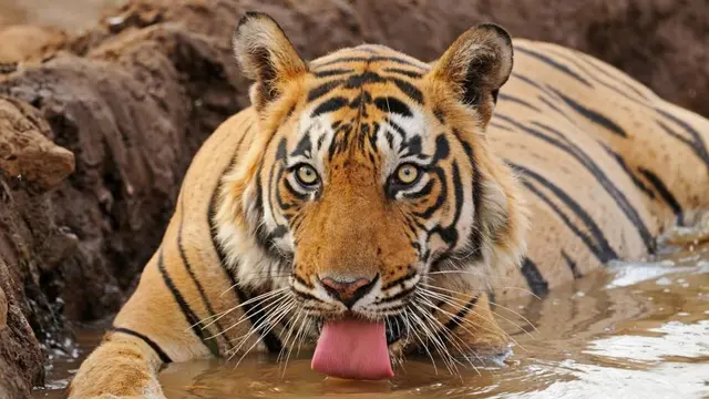 [Bintang] Dikabarkan Punah, Harimau Jawa Masih Ada di Ujung Kulon?