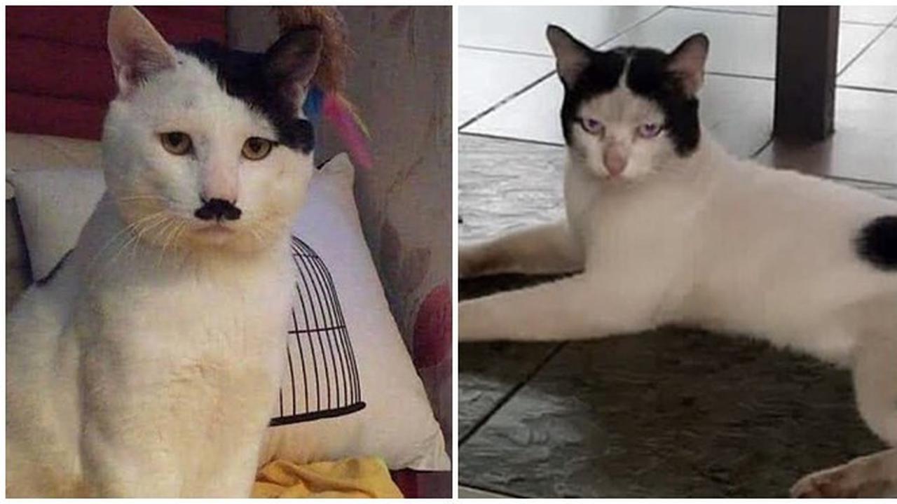 8 Motif Bulu Kucing Hitam Putih Ini Unik Banget, Bikin Senyum Sendiri