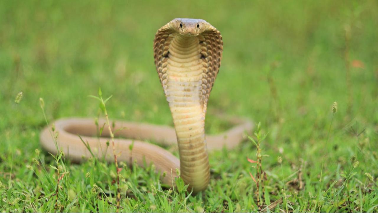 Ular King Cobra