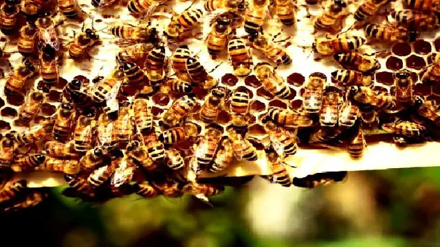 Perempuan Kenya Beternak Lebah
