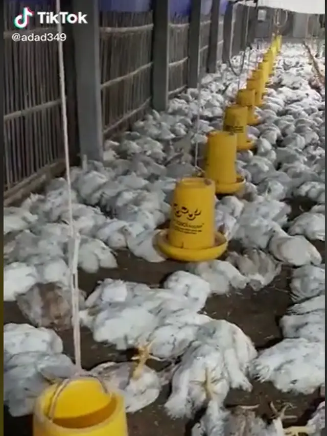 Viral Video Ribuan Ayam di Peternakan Mati Mendadak, Penyebabnya Masih Misteri