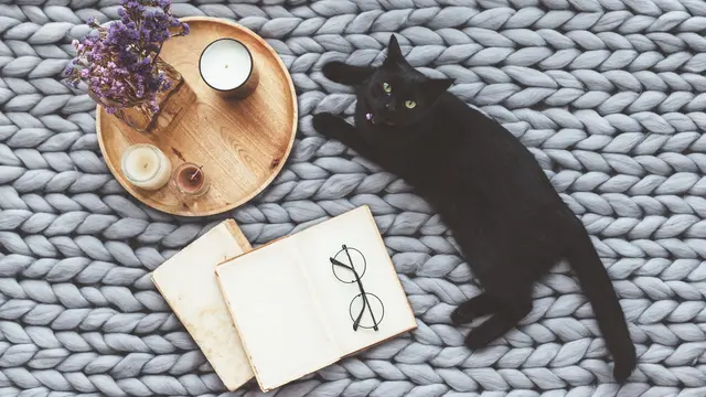 Menebak Karakter Si Dia dari Kucing yang Dipelihara, Biar Makin Gampang Rebut Hatinya