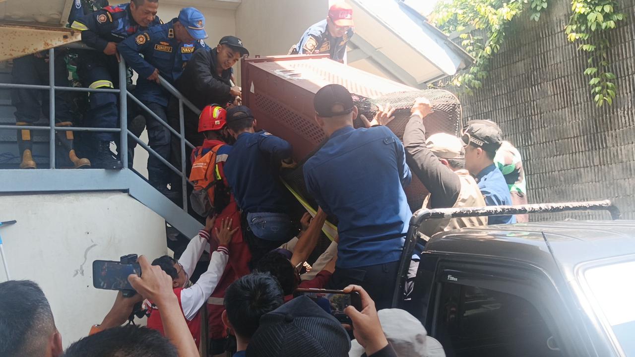 Drama Macan Tutul di Hotel Bandung Berakhir, Kini Jalani Observasi di Lembang Zoo