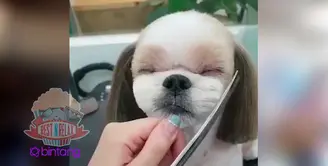 Anjing Ini Tenang Saat Potong Rambut