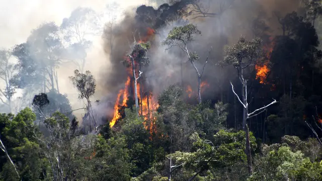 Kebekaran hutan ini menyebabkan kerugian bagi masyarakat dan makhluk hidup lain di sekitar lokasi kebakaran.