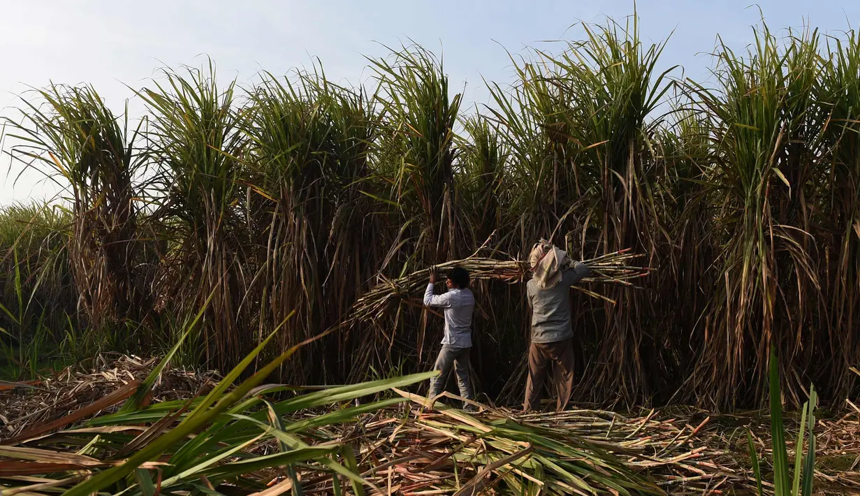 Suasana aktivitas petani di kebun tebu di Modinagar di Ghaziabad, New Delhi, (31/1). Pemerintah India akan fokus pada sektor pertanian dalam anggaran tahunannya yang dirilis pada 1 Februari. (AFP Photo/Prakash Singh)