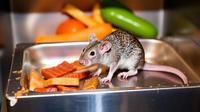 Makanan Terkontaminasi Tikus, Pakar: Bisa Picu Leptospirosis hingga Kematian Jika Dikonsumsi. Foto dibuat oleh AI.